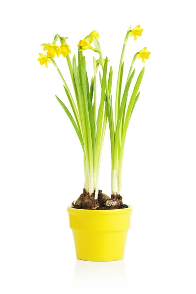 Flor de daffodil em vaso amarelo — Fotografia de Stock