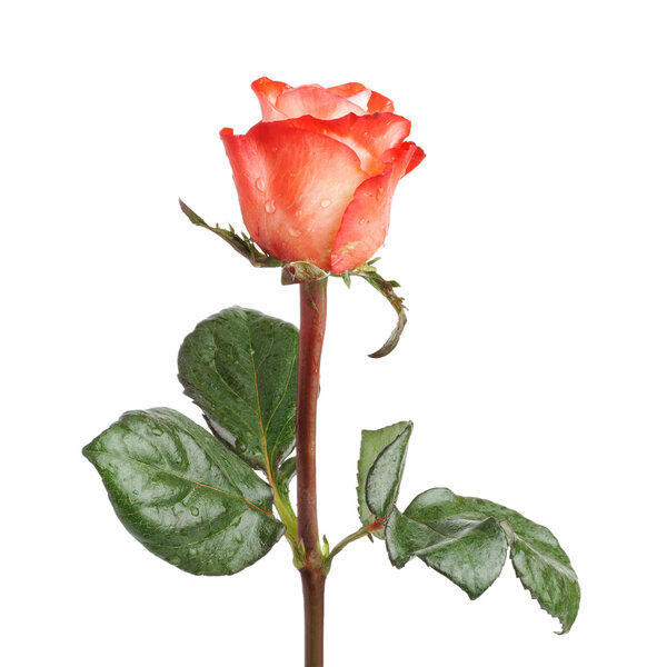 One red rose, isolated on white