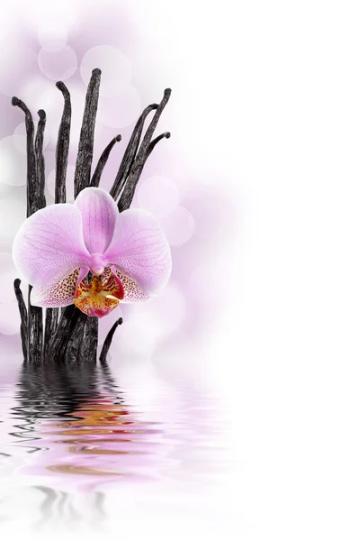 Judías de vainilla y flor de orquídea — Foto de Stock