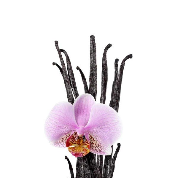 Vanilla beans and orchid flower — Stock Photo, Image