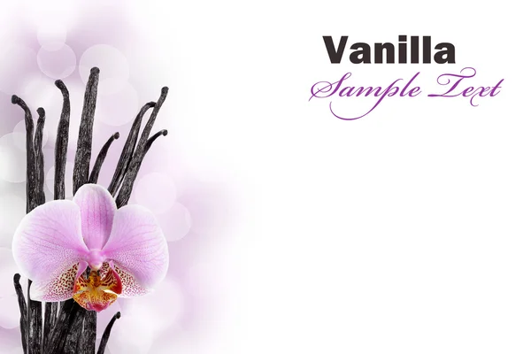 Fave di vaniglia e fiori di orchidea — Foto Stock