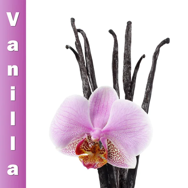 Fave di vaniglia e fiori di orchidea — Foto Stock