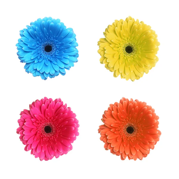 Gerbera kwiaty w różnych kolorach — Zdjęcie stockowe