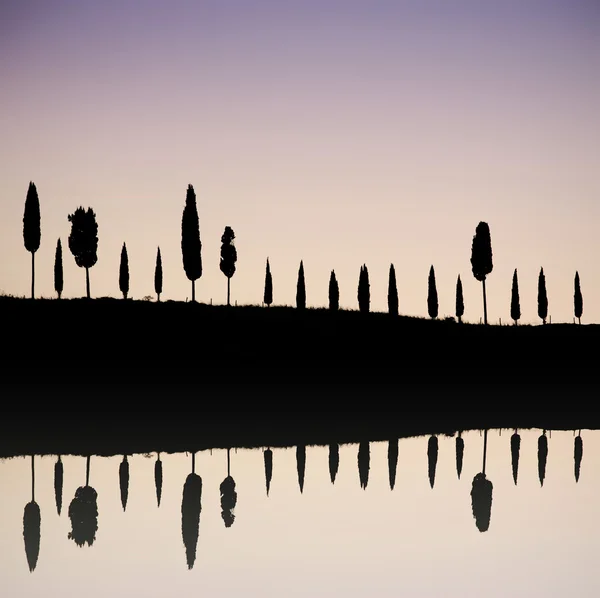 Ruelle de cyprès au coucher du soleil — Photo