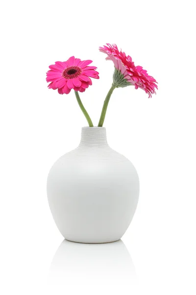 Dos flores de gerberas rosadas en jarrón blanco —  Fotos de Stock