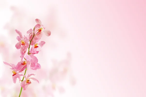 粉红兰花 — 图库照片
