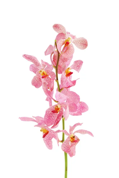 Pink orkidé blomma — Stockfoto