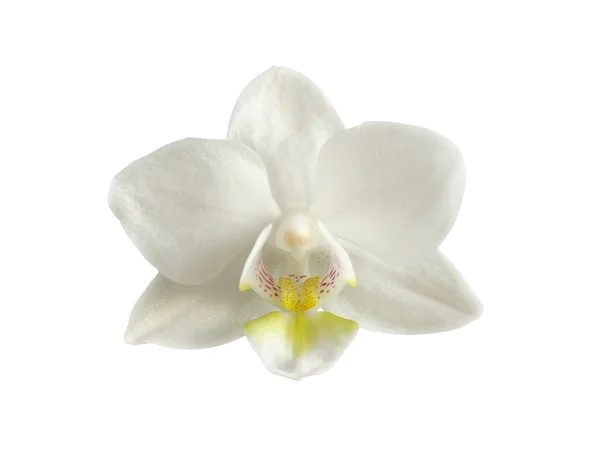 Biały orhid głowy — Zdjęcie stockowe