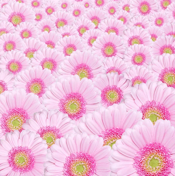 Rosa Gerbera-Blüten — Stockfoto