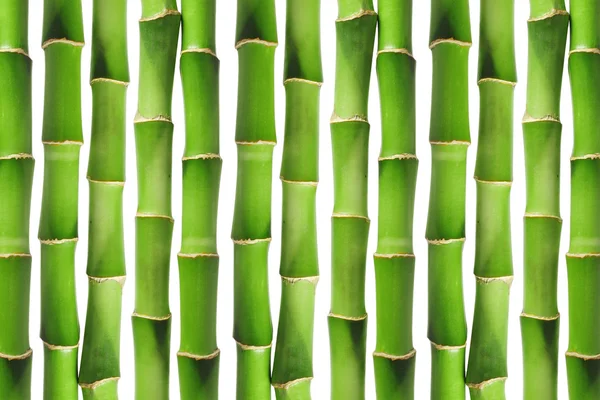 Green bamboo background — Stock Photo, Image