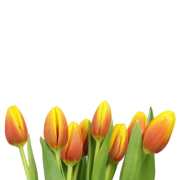 Beautiful tulips with copy space — Stock Photo, Image
