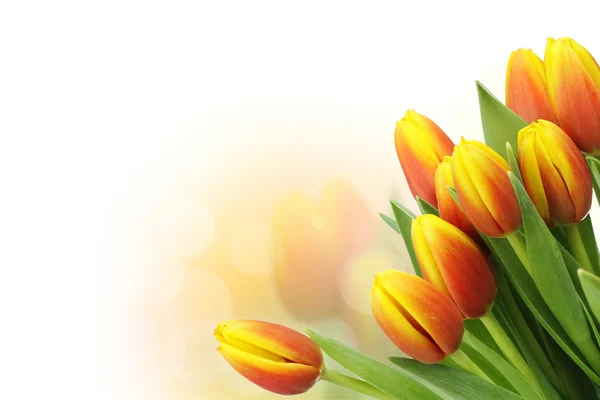 Krásné tulipány s kopií prostor — Stock fotografie