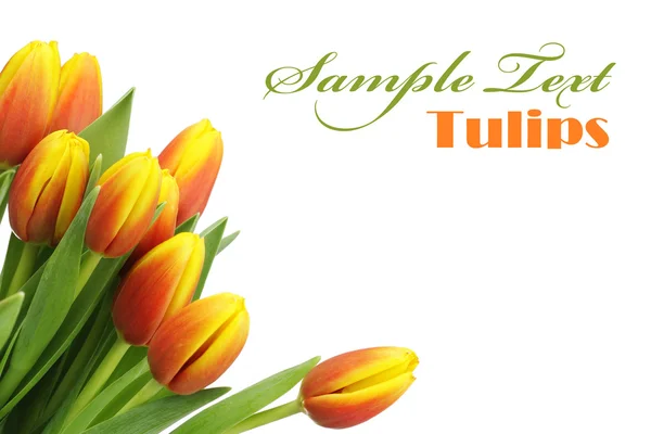 Beautiful tulips with copy space — Stock Photo, Image