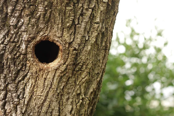Bird nest in hollow trunk — Stock Photo, Image
