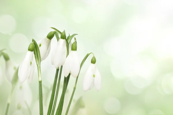 Snowdrops spring flowers — Stock Photo, Image