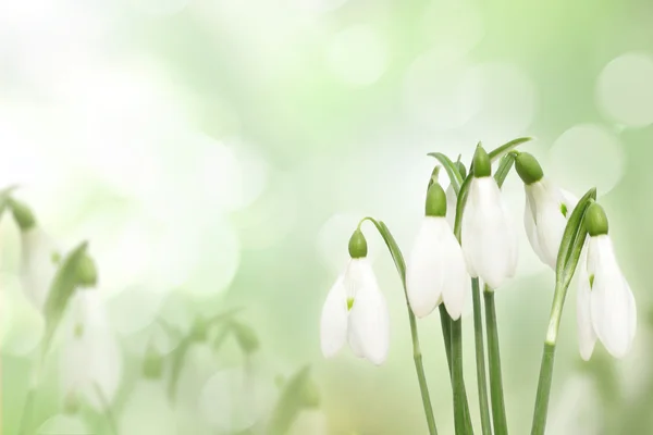 Снежные капли весенние цветы — стоковое фото