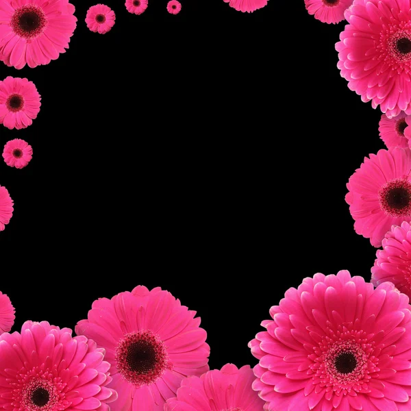 Рожеві квіти гербери фон — стокове фото