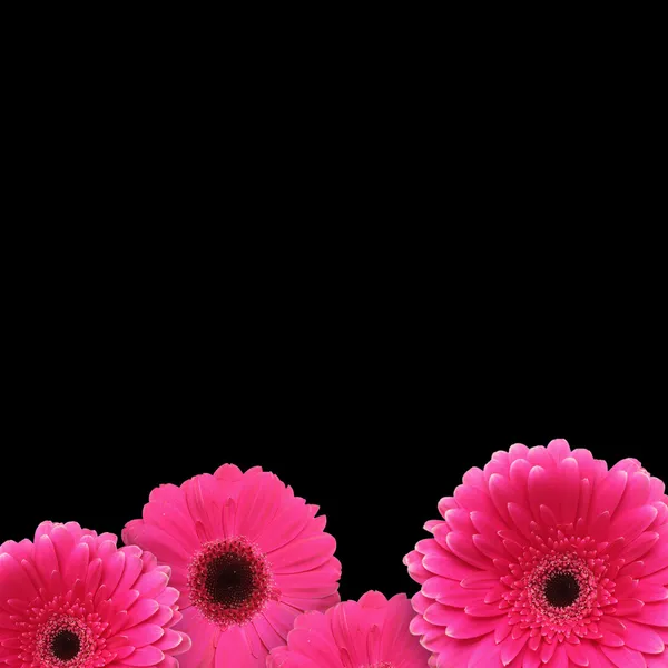 Рожеві квіти гербери фон — стокове фото