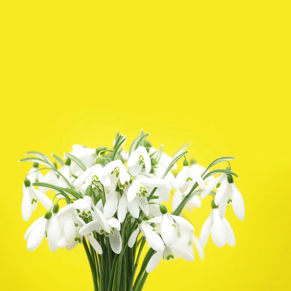 Snowbell på gul bakgrund — Stockfoto
