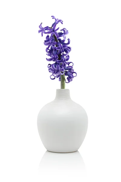 Niebieski kwiat hiacyntu w wazonie — Zdjęcie stockowe