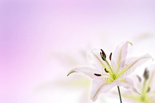 Tło kwiat lilia — Zdjęcie stockowe