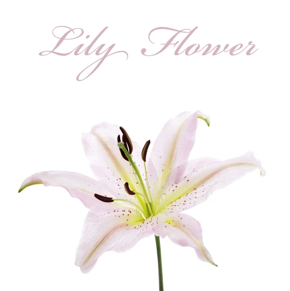 Close up van lilly bloem — Stockfoto