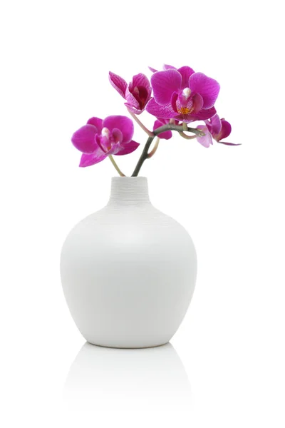 Orchidée rose en vase blanc — Photo