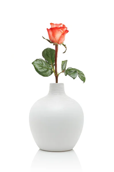 Rosa em vaso branco — Fotografia de Stock