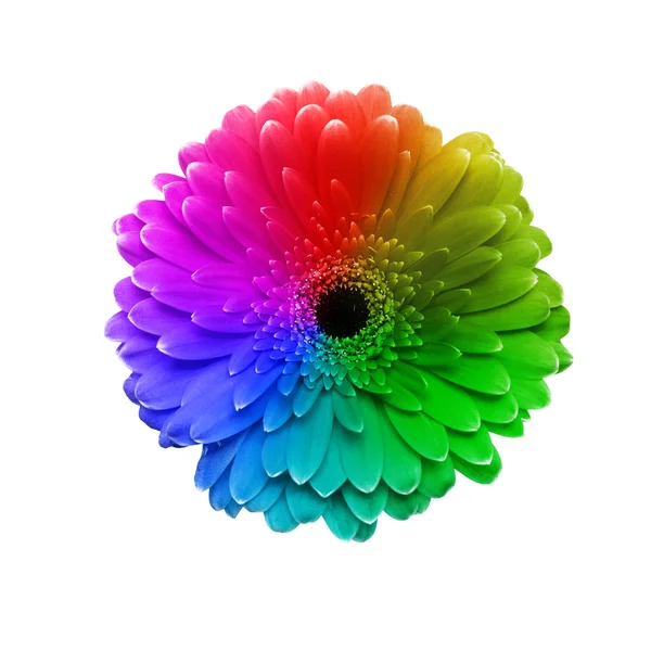 Gerbera kwiaty w różnych kolorach — Zdjęcie stockowe