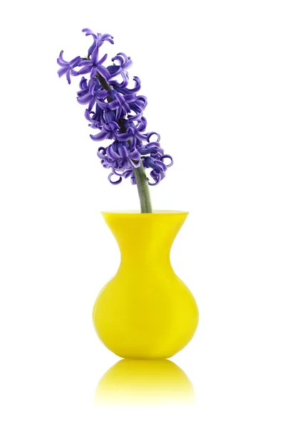在黄色花瓶蓝色风信子花 — 图库照片