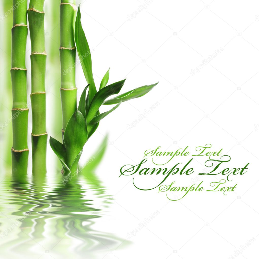 Green bamboo background