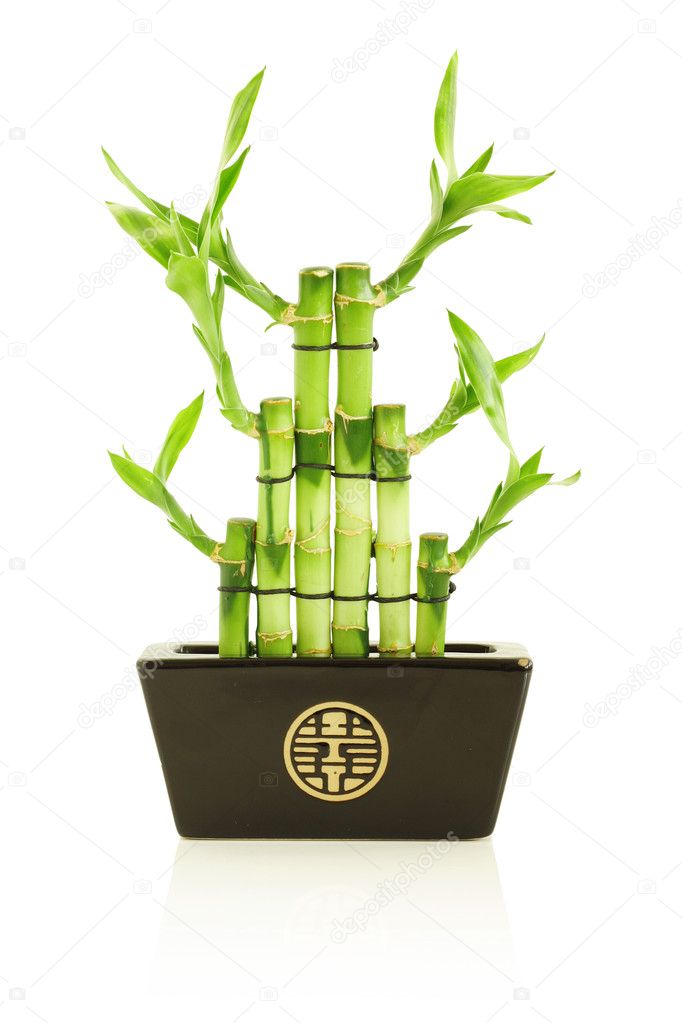 Lucky bamboo in pot