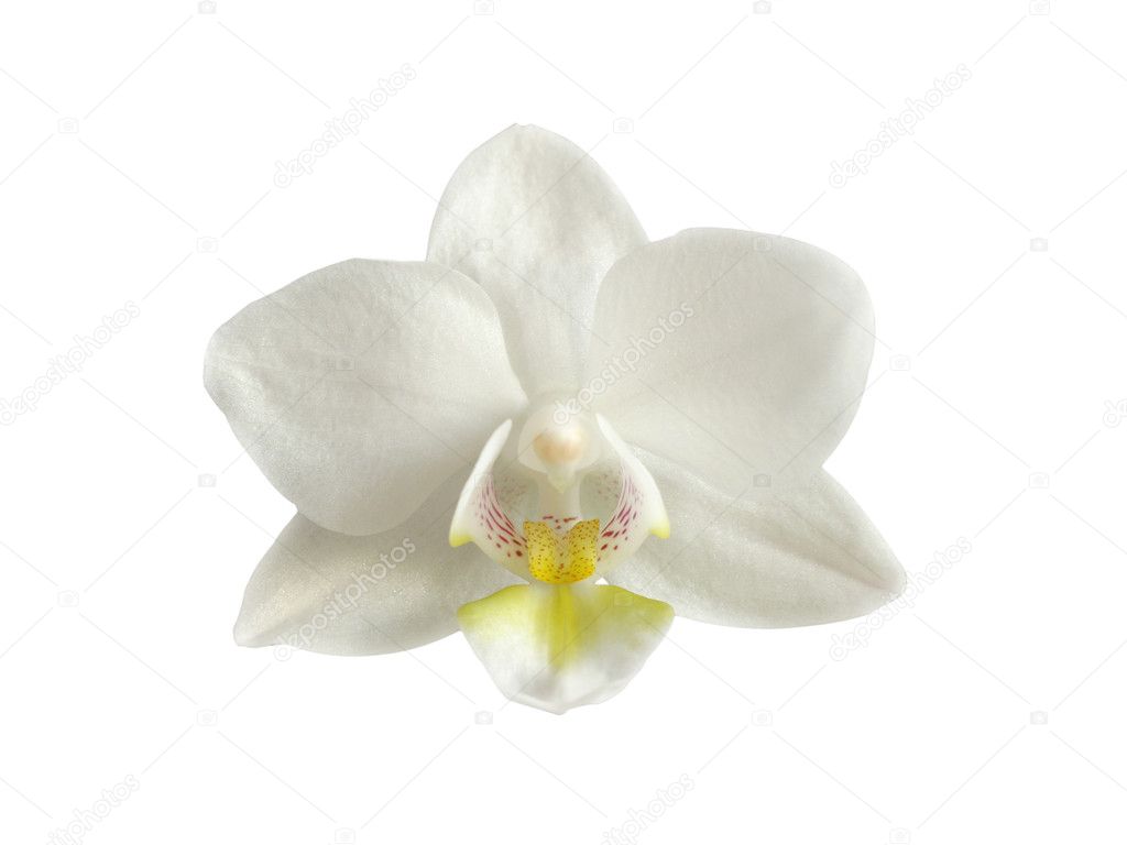 White orhid head