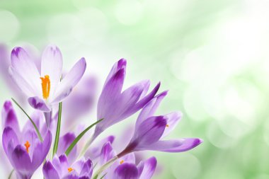 Crocus flowers clipart