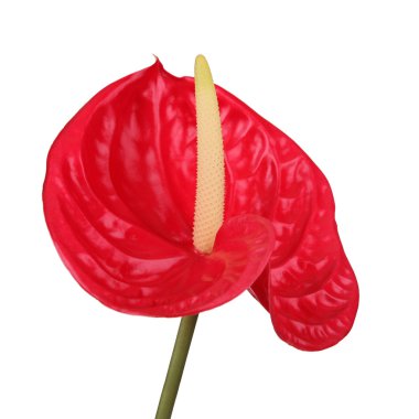 Red flamingo flower clipart