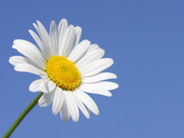 Daisy flower in sunny day clipart