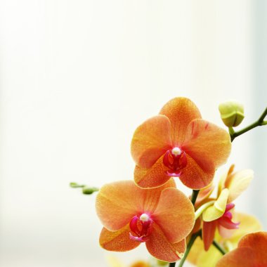 Orange orchid flower clipart