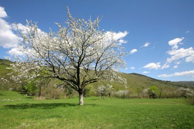 Çiçek açan kiraz ağacı