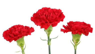 Three carnation flowers clipart