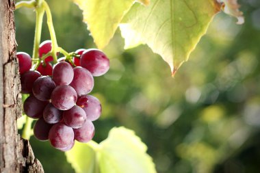 Grape cluster in vineyard