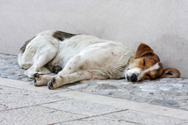 Abandoned dog on the street clipart