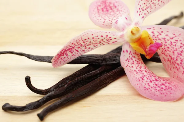 Vaniglia e orchidea — Foto Stock