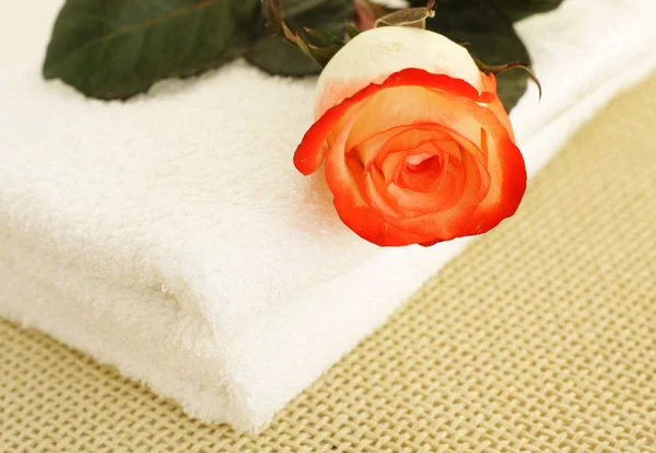 Handdoek en rose — Stockfoto
