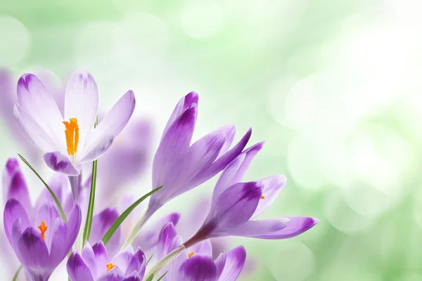 Цветы крокуса — стоковое фото