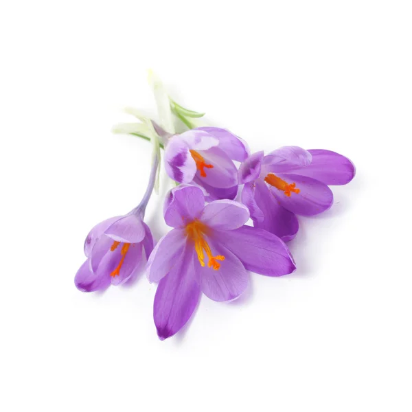 Paarse krokusbloemen — Stockfoto