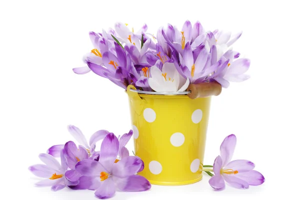 Crocus flowers in yellow bucket — Stock Photo, Image