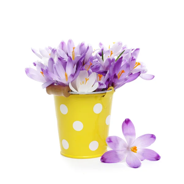 Crocus bloemen in Geel emmer — Stockfoto