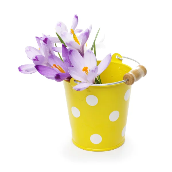 Crocus blommor i gul hink — Stockfoto