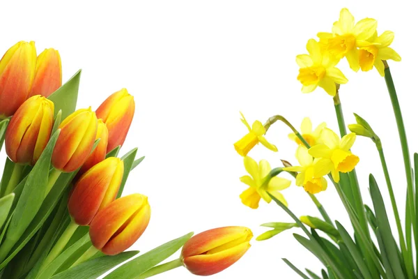 Красиві Весняні квіти — стокове фото