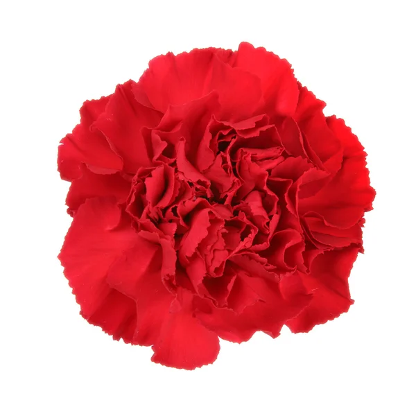Carnation flower — Stock Photo, Image